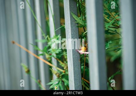 Blumen am Zaun des Bauern, gelbe und rote Blumen sind so schön, wie ein junges Mädchen Stockfoto