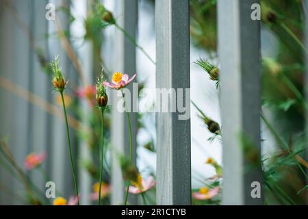 Blumen am Zaun des Bauern, gelbe und rote Blumen sind so schön, wie ein junges Mädchen Stockfoto