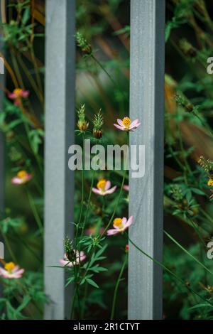 Blumen am Zaun des Bauern, gelbe und rote Blumen sind so schön, wie ein junges Mädchen Stockfoto