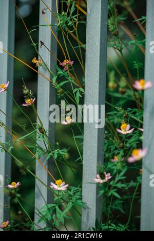 Blumen am Zaun des Bauern, gelbe und rote Blumen sind so schön, wie ein junges Mädchen Stockfoto