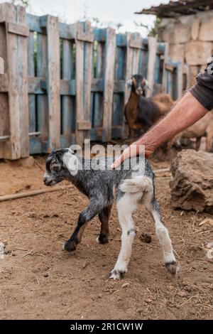 Ein Bauer hilft, ein paar Tage alte Ziegen zu laufen. Vertikale Zusammensetzung Stockfoto