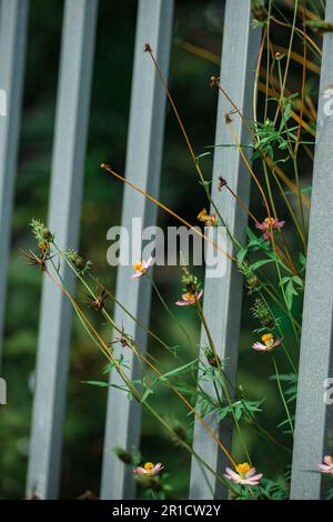 Blumen am Zaun des Bauern, gelbe und rote Blumen sind so schön, wie ein junges Mädchen Stockfoto