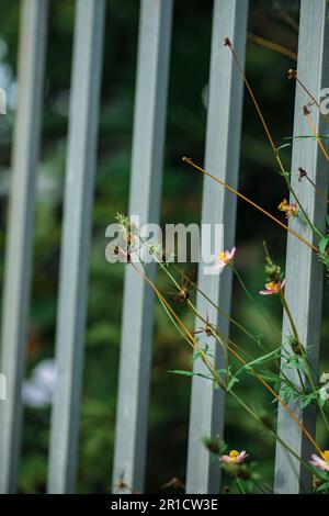 Blumen am Zaun des Bauern, gelbe und rote Blumen sind so schön, wie ein junges Mädchen Stockfoto