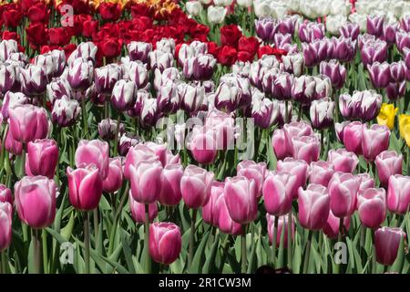Gemischt, Blühend, Bunt, Blumen, Frühling, Bett, Tulpen, Rosa, Weiß, Rot Stockfoto