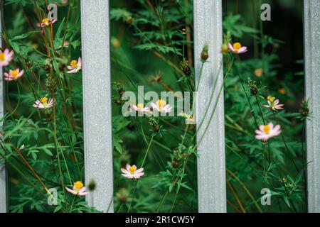 Blumen am Zaun des Bauern, gelbe und rote Blumen sind so schön, wie ein junges Mädchen Stockfoto