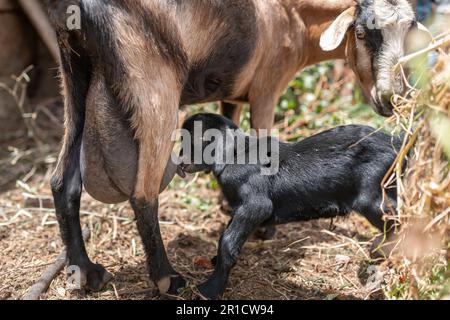 Ein paar Tage alte schwarze Ziege saugt Milch aus dem Euter ihrer Mutter Stockfoto