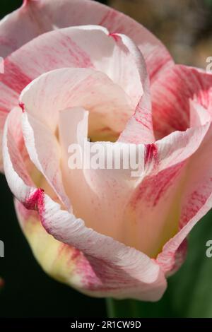 Creme, Tulip Pink White, Tulipa „Calgary Sensation“, Blume, Porträt Stockfoto