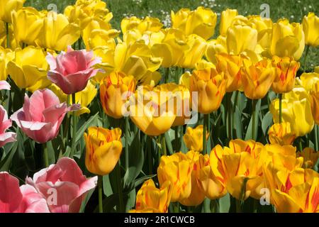 Tulpe „Striped Apeldoorn“, Tulpe „Apricot Impression“, Tulpe „Golden Parade“, Gelb, Tulpen Stockfoto