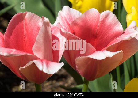 Tulip „Apricot Impression“, Darwin Tulip, Open, Tulips, Flowers, Aprikose, Farbe Stockfoto