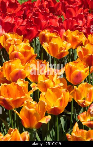 Rote orangefarbene Tulpe „Apeldoorns Elite“ Blumenbeet-Tulpen Stockfoto