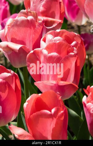 Blass, Rot, Tulpe, Darwin Hybrid Stockfoto