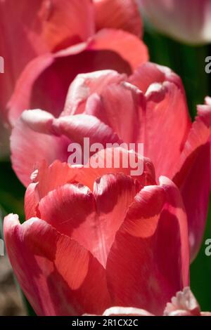 Blass, Rot, Tulpe, Darwin Hybrid Stockfoto