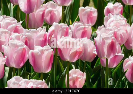 Tulipa „Ollioules“ Tulip, Pink White, Darwin Hybrid, Tulips, Pink, Glänzend, Kultiviert Stockfoto