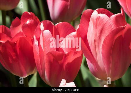Tulipa 'Van Eijk' Tulpe, Rot, Blass, Blumen Stockfoto