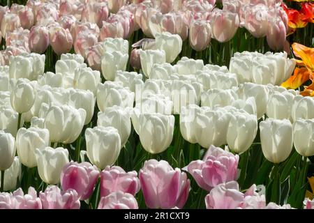 Im Garten gibt es gemischte helle Tulpen Weißer „Hakuun“, Blütenanbau, Kultivare Stockfoto