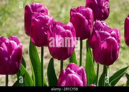 Tulpe "Purple Prince", Tulipa Stockfoto