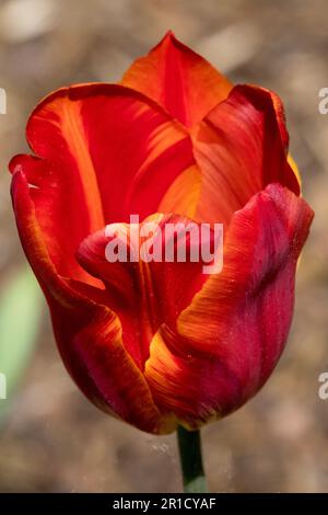 Tulip 'Annie Schilder' Tulipa, Blume, Portrait Tulip Red Stockfoto
