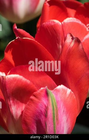 Rote Tulpe, Triumph, Kultivar Stockfoto