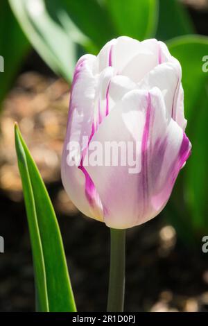 Tulipa Helmar, Rot Gelb, Tulip Stockfoto