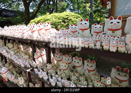 Gotokuji, der berühmte Katzenschrein in tokio, dessen Maskottchen die winkende Katze ist Stockfoto