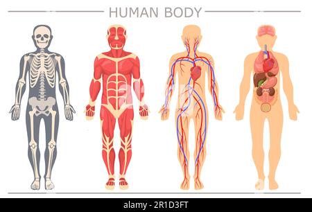 Human body structure set Stock Vektor