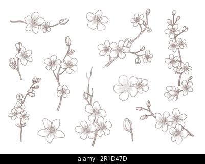 Sakura Blumen handgezeichnet Vektorbildungs-Set Stock Vektor