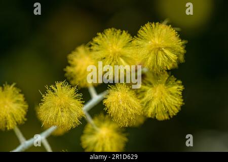 Akacia podalyriifolia, gelbe Blumen, leichter Duft in einem runden Bouquet Stockfoto
