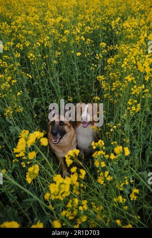 Wunderschöne deutsche und australische Hirten sitzen auf Rapsfeldern und lächeln. Charmante reinrassige Hunde auf blühendem gelben Feld in Blumen Frühling Stockfoto