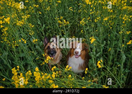 Wunderschöne deutsche und australische Hirten sitzen auf Rapsfeldern und lächeln. Charmante reinrassige Hunde auf blühendem gelben Feld in Blumen Frühling Stockfoto