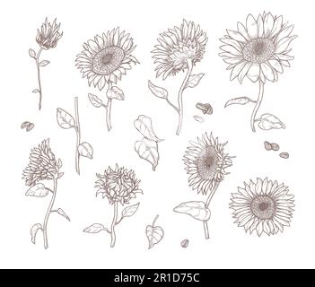 Ein Satz einfarbiger Skizzen von Sonnenblumen Stock Vektor