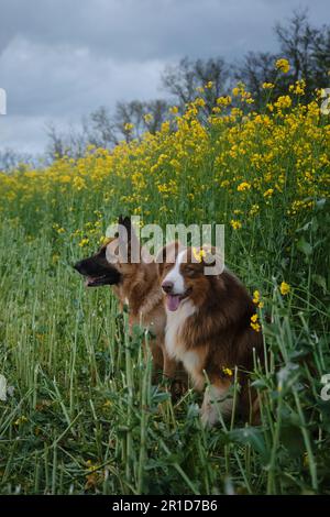 Wunderschöne deutsche und australische Hirten sitzen auf Rapsfeldern und lächeln. Charmante reinrassige Hunde auf blühendem gelben Feld in Blumen Frühling Stockfoto