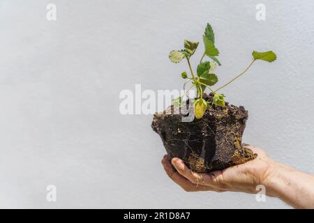 Die Hand eines Mannes, der eine Erdbeerpflanze hält, deren Wurzeln auf weißem Hintergrund isoliert sind und einen Kopierraum haben Stockfoto