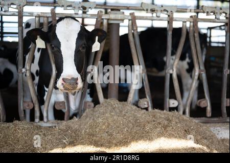 Holstein-Milchkuh mit Kopf durch eine Stange, um Silage in einer Scheune zu essen. Stockfoto