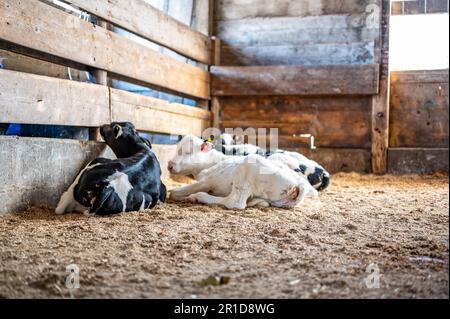 Entwöhnte Molkereikälber aus Holstein legen einen Stift auf Sägespäne und Stroh. Stockfoto