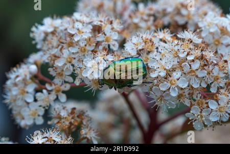 Der Bronzekäfer sitzt auf einer Blume im Frühling am Meer Stockfoto