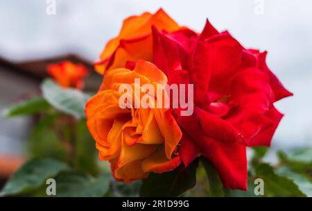 Farbenfrohe Blumen am Ufer der Ägäis in Griechenland Stockfoto