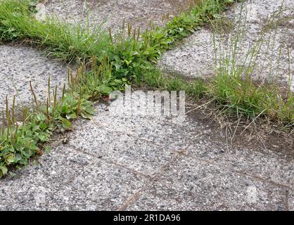 Frisches grünes Gras füllt Lücken in Betonflächen Stockfoto