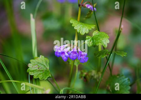 Glechoma hederacea, allgemein bekannt als Efeu oder Kiemen-Over Stockfoto