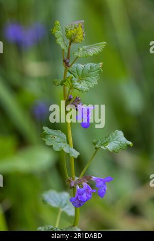 Glechoma hederacea, allgemein bekannt als Efeu oder Kiemen-Over Stockfoto