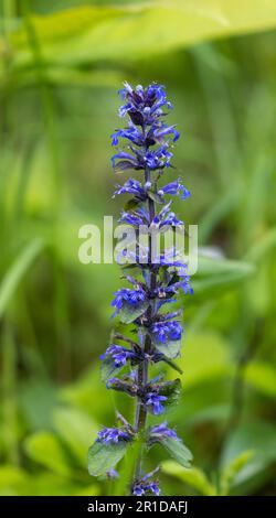 Ajuga Reptans, allgemein bekannt als Horn Stockfoto