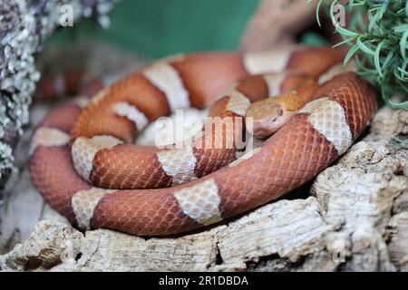 Trans-Pecos-Kupferkopf / breiter Kupferkopf / Agkistrodon contortrix pictigaster Stockfoto