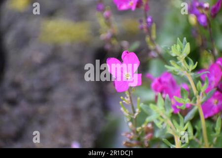 Lilafarbenes Rock Cress Stockfoto