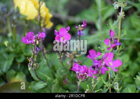 Lilafarbenes Rock Cress Stockfoto