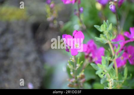 Lilafarbenes Rock Cress Stockfoto