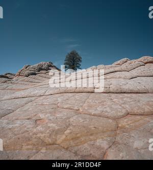 White Pocket, Vermilion Cliffs National Monument, USA. Ponderosa Kiefernbaum. Blauer Himmel. Reise- und Abenteuerkonzept. Stockfoto