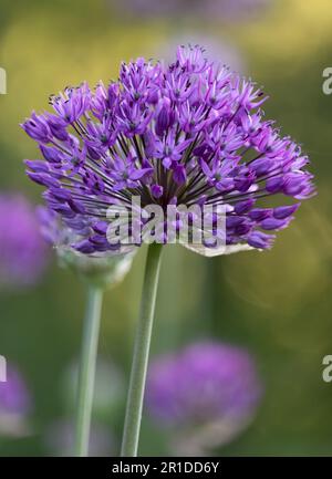 Lila Allium, Allium hollandicum, kugelförmige Blumenköpfe auf üppigem grünen Bokeh-Hintergrund im Frühling oder Sommer, Lancaster, Pennsylvania Stockfoto