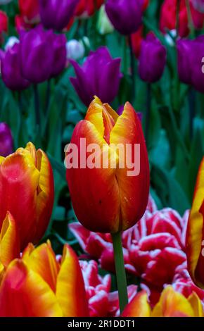 Niederlande, Amsterdam. April 2023. Blumenpark Keukenhof. tulipan gesneriana L, orange und gelb. Stockfoto