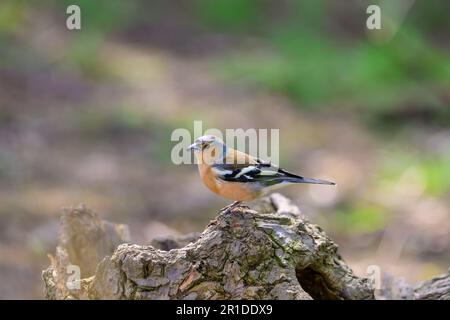 Männchen Chaffinch, Fringilla Coelebs, hoch oben auf einem Baumstumpf. Stockfoto