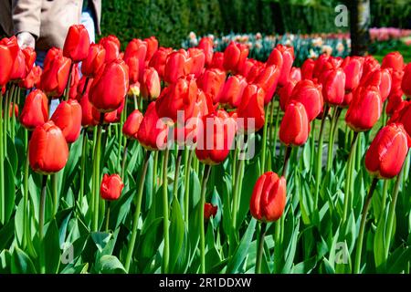 Niederlande, Amsterdam. April 2023. Blumenpark Keukenhof. Feld der roten Tulpen. Tulipa aximensis jord, Familie Liliaceae. Stockfoto