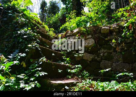 Bewachsene Steintreppen führen in das üppige Grün einer antiken Ruine, wo die Natur den vergessenen Pfad in einem friedlichen Wald zurückerobert Stockfoto